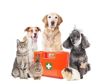 Formation Secours Animalier - FL Formation